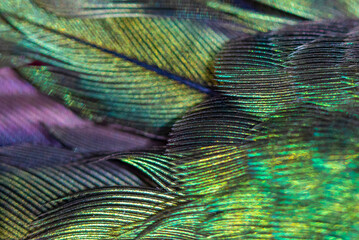 USA, Arizona. Close-up of hummingbird feathers.
