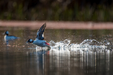 Bufflehead duck running on water taking flight