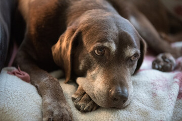 Old senior chocolate Labrador retriever dog laying in its bed
