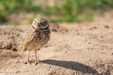 USA, Arizona. Burrowing owl close-up.