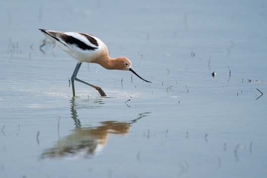 American Avocet shore bird wadding in shallow water feeding.