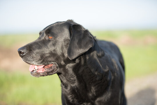 An outdoor portrait of a Black Labrador Retriever dog