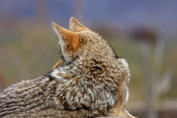 Coyote at the Arizona Sonoran Desert Museum in Tucson, Arizona, USA