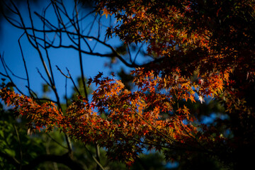 紅葉