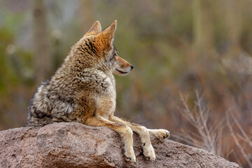 Coyote at the Arizona Sonoran Desert Museum in Tucson, Arizona, USA