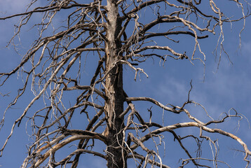 The results of climate change in the Coronado National Forest, Arizona