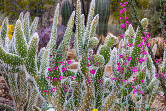 Wooly Jacket Prickly Pear Cactus and Penstemon at the Arizona Sonoran Desert Museum in Tucson, Arizona, USA