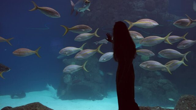 Woman Walking And Touching Glass Of A Massive Aquarium In Tampa, Florida With Yellowtail Snapper Fish Swimming Inside. medium shot