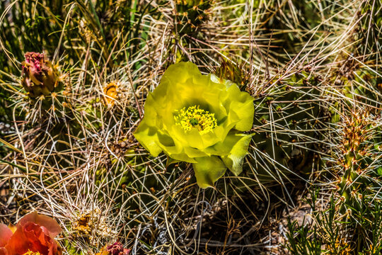 Cactus macro, Petrified Forest National Park, Arizona