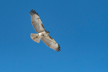 Hawk flying in Colorado, USA