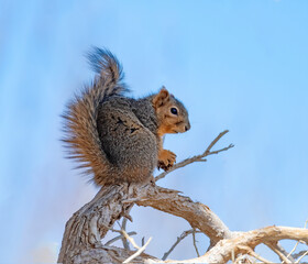 USA, Squirrel, Colorado wildlife close up