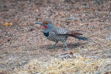 Northern Flicker bird, Colorado, USA 