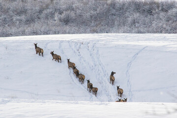 Herd of Elk was moving from lower elevation into the Elk Mountain Range in Snowmass Village,...