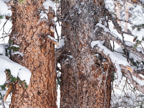 Detail Of Red Spruce Tree Trunks In Winter.