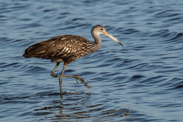 USA, Florida, Sarasota, Myakka River State Park, Wading Bird Feeding. Limpkin