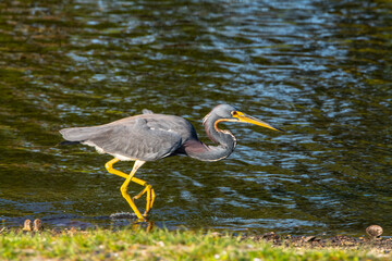 USA, Florida, Sarasota, Myakka River State Park, Feeding, Tricolored Heron