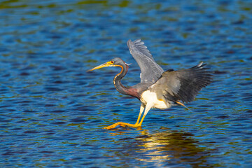 USA, Florida, Sarasota, Myakka River State Park, Tricolored Heron, Landing