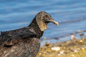 USA, Florida, Sarasota, Myakka River State Park, Black Vulture Feeding Along Lakeshore