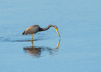 USA, Florida, Sarasota, Myakka River State Park, Wading Bird, Feeding, Tricolored Heron