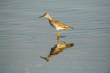 USA, Florida, Sarasota, Myakka River State Park, Feeding Greater Yellowlegs Reflected
