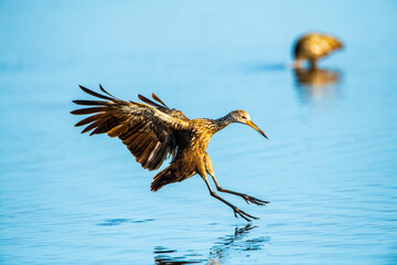 USA, Florida, Sarasota, Myakka River State Park, Limpkin Flying and Landing