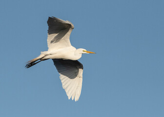 Obraz premium USA, Florida, Venice, Rookery Great Egret flying