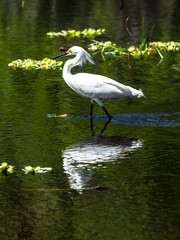 Naklejka premium USA, Florida, Sarasota, Myakka River State Park, Snowy Egret