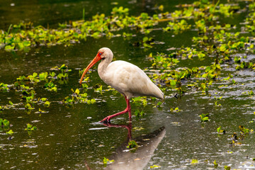 USA, Florida, Sarasota, Myakka River State Park, White Ibis