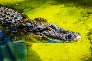 Large powerful black American Alligator, Florida.