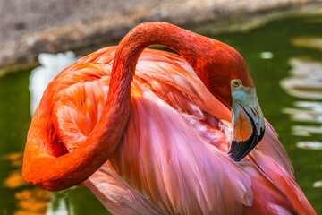 Colorful American Caribbean Flamingo, Florida.