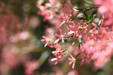 Australian Christmas nature background with copy space. Close up of backlit pink red flower sepals...