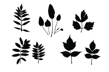 Set of various vector silhouettes of deciduous herbarium. Black leaf-shaped design elements on white background.