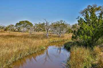 USA, Georgia, Jekyll Island, Marshland on the island