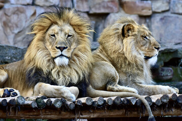 Closeup of two male lions in the zoo. © David Farley/Wirestock
