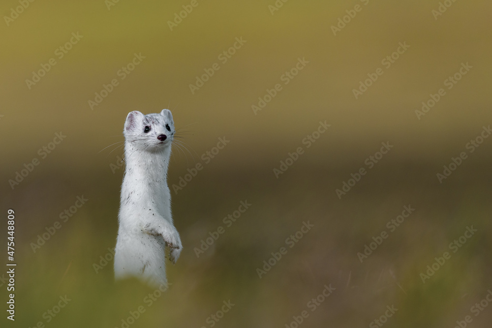 Poster Selective focus shot of an ermine in a field