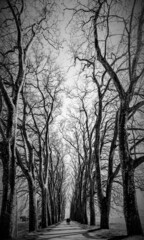 Vertical grayscale shot of people on a path between dry trees