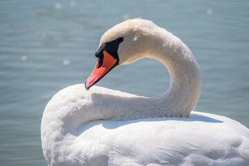 Plakat Portrait of a graceful white swan with long neck on blue water background.