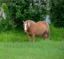 Portrait of horse grazing in spring, Driggs, Idaho