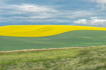 Idaho, Latah County. Canola and wheat fields