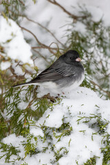 Dark-eyed Junco (Junco hyemalis) feeding in Red Cedar in winter, Marion County, Illinois