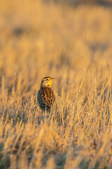 Eastern Meadowlark (Sturnella magna) in prairie  Ridge SNA, Marion County, Illinois