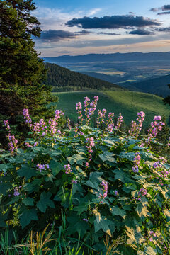 USA, Idaho. Mountain Globemallow and view of Teton Valley