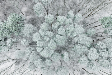 Aerial view of woods and white pine trees after a snowfall, Marion County, Illinois