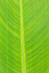Canna leaf, Marion County, Illinois