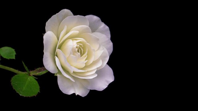Beautiful opening white rose on black background. Holiday, love, birthday design backdrop. Bud closeup. Macro. 4K video timelapse