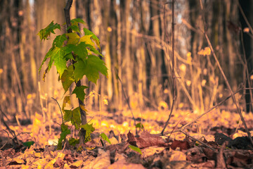 a small maple with still green leaves in an autumn forest