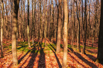 a green glade in the autumn forest in the morning