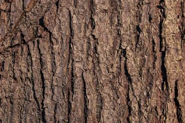 oak tree bark vertical view