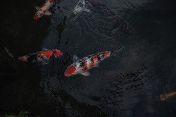 Detail of colorful Koi Fishs or Koi Carp swimming inside the fish pond at sunny day, Japanese fish species, Many colorful patterns, No focus, specifically.