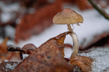 a small mushroom among the snow in the forest